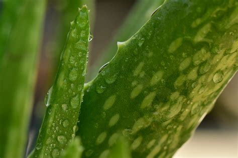 種蘆薈|在家種植蘆薈的指南：如何輕鬆種植蘆薈並享受其美容和健康益處